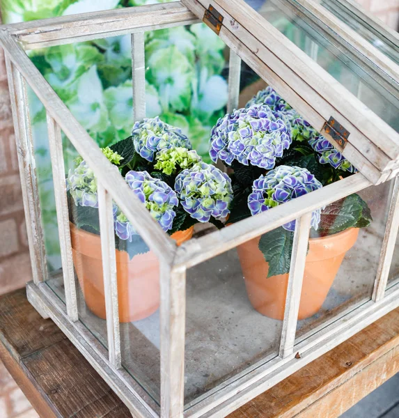 Fresh hydrangea flowers — Stock Photo, Image