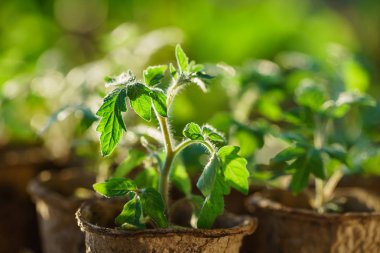 Bahçedeki domates bitkileri