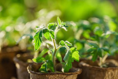 Bahçedeki domates bitkileri