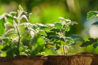 Bahçedeki domates bitkileri