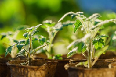 Bahçedeki domates bitkileri