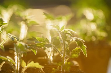 Bahçedeki domates bitkileri