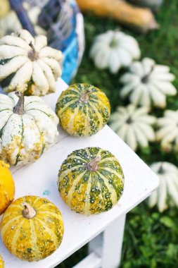 renkli kabak toplama