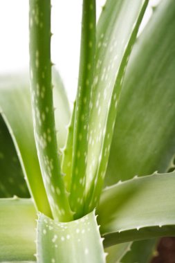 Taze yeşil Aloe vera