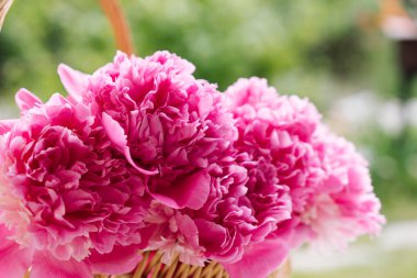 Taze parlak peonies 