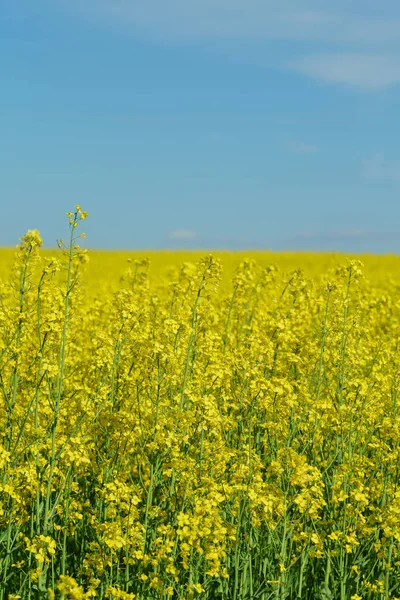 Campo de colza amarelo — Fotografia de Stock