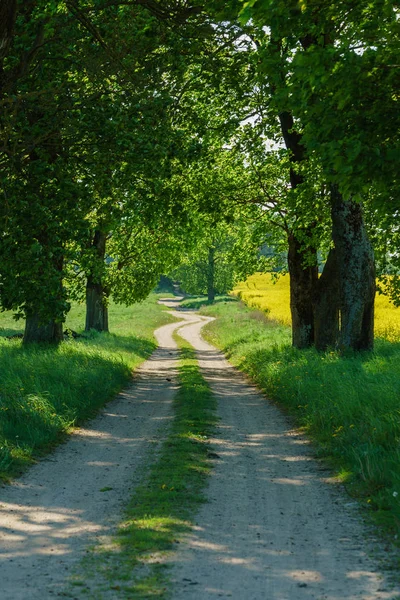 Gröna sommaren gränd — Stockfoto