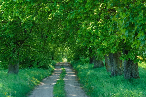 Grüne Sommerallee — Stockfoto