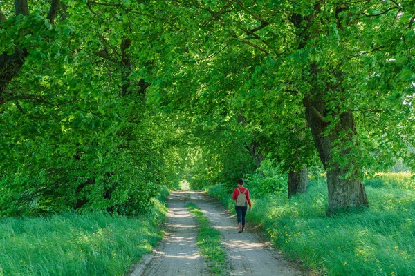 緑の夏の路地 — ストック写真