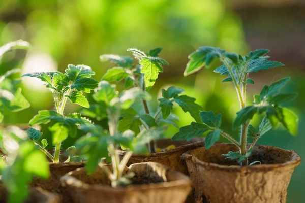 Tomato plants in the garden — Stock Photo, Image