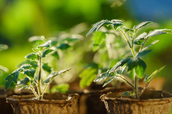 Plantas de tomate en el jardín — Foto de Stock