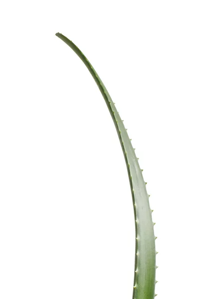 Färsk grön Aloe vera — Stockfoto