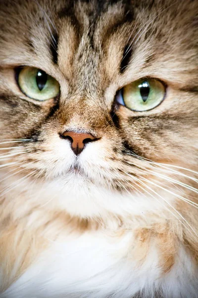 Ritratto di gatto siberiano — Foto Stock