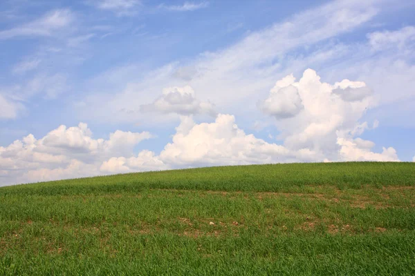 Grünes Feld aus Gras — Stockfoto