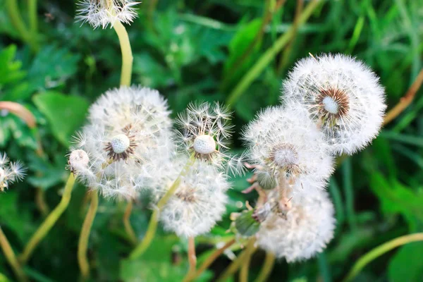 Paardebloem seedheads in bloei — Stockfoto