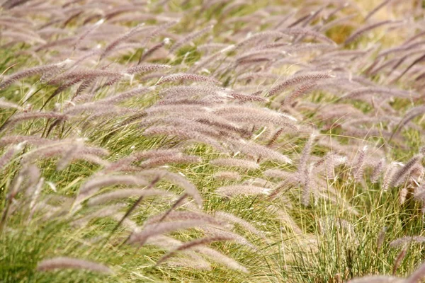 Puszysty trawy w dziedzinie — Zdjęcie stockowe