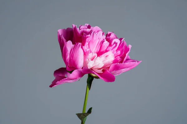 新鮮な牡丹の花 — ストック写真