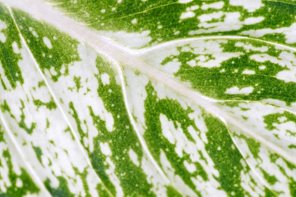 Textura da folha de difenbachia — Fotografia de Stock