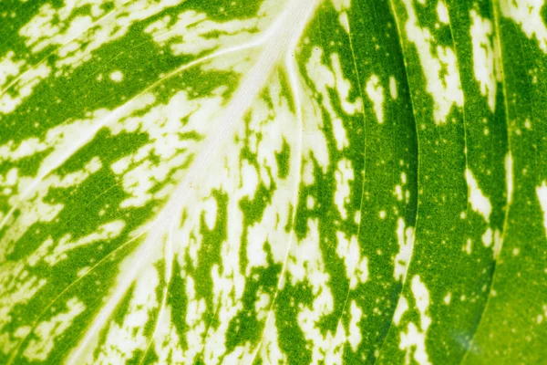 Textura da folha de difenbachia — Fotografia de Stock