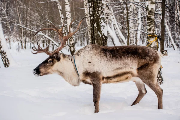 Kuzey domesic geyik — Stok fotoğraf