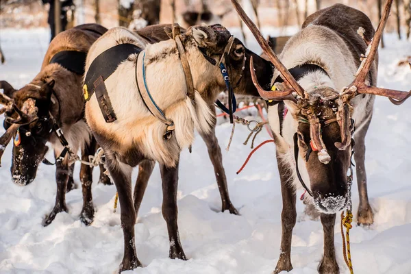 Northern domesic deer — Stock Photo, Image