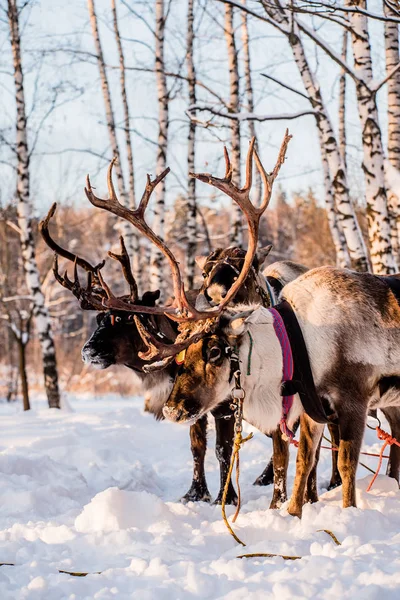 Northern domesic deer — Stock Photo, Image