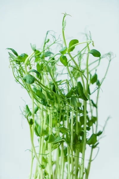 Rebentos de ervilha verde — Fotografia de Stock