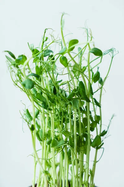 Rebentos de ervilha verde — Fotografia de Stock