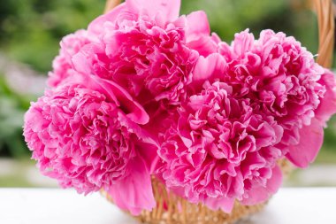 Taze parlak peonies