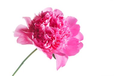  taze Şakayık çiçeği