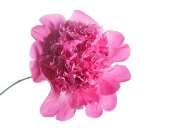  taze Şakayık çiçeği