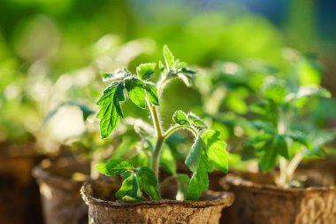 Büyümenin ilk aşamalarında domates bitkileri 