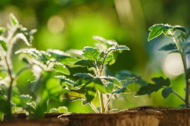 Büyümenin ilk aşamalarında domates bitkileri 