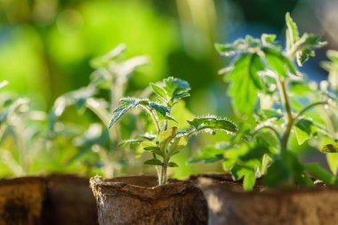 Büyümenin ilk aşamalarında domates bitkileri 