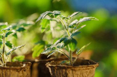 Büyümenin ilk aşamalarında domates bitkileri 