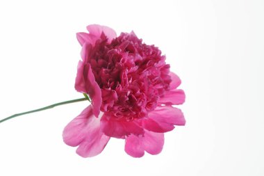  taze Şakayık çiçeği