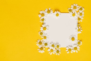 Papatya çiçek kağıt kartındaki 