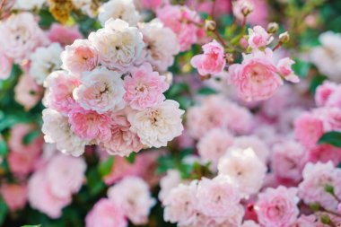 Bahçe içinde güzel güller 