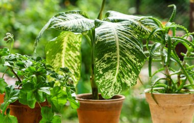 Houseplants kil tencere