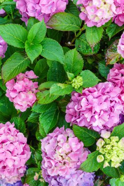 Çiçek açması ortanca çiçek