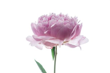  taze Şakayık çiçeği