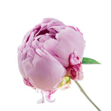  taze Şakayık çiçeği