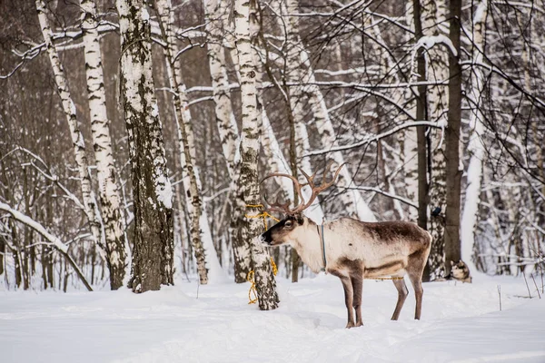 Cervos domésticos do Norte — Fotografia de Stock