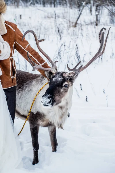 Ciervos del norte en invierno —  Fotos de Stock