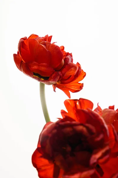 Un tulipán rojo — Foto de Stock