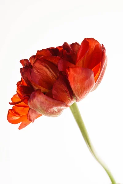 Jeden červený Tulipán — Stock fotografie