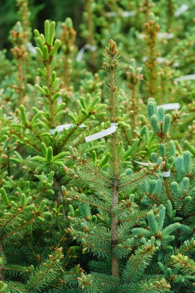Thuja の緑植物を販売します。 — ストック写真