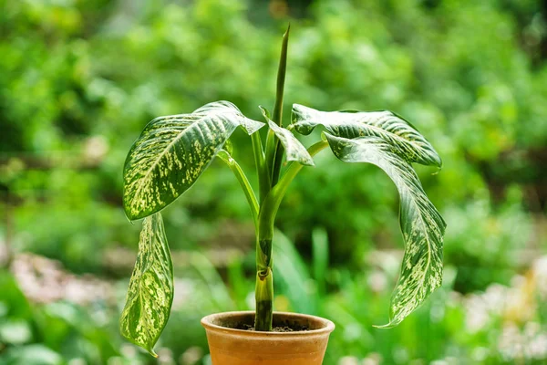 Diffenbachia in the pot growing — Stock Photo, Image