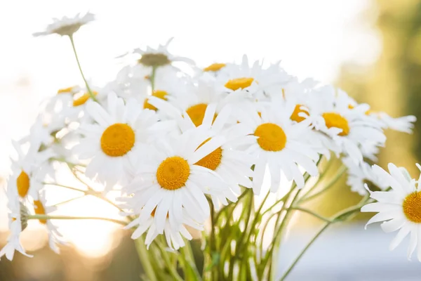 Bukett av daisy blommor — Stockfoto