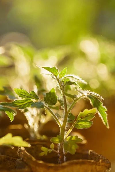 Tomatenpflanzen in den frühen Wachstumsphasen — Stockfoto